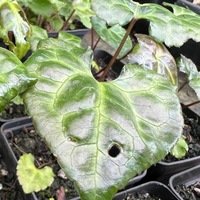 Beesia calthifolia